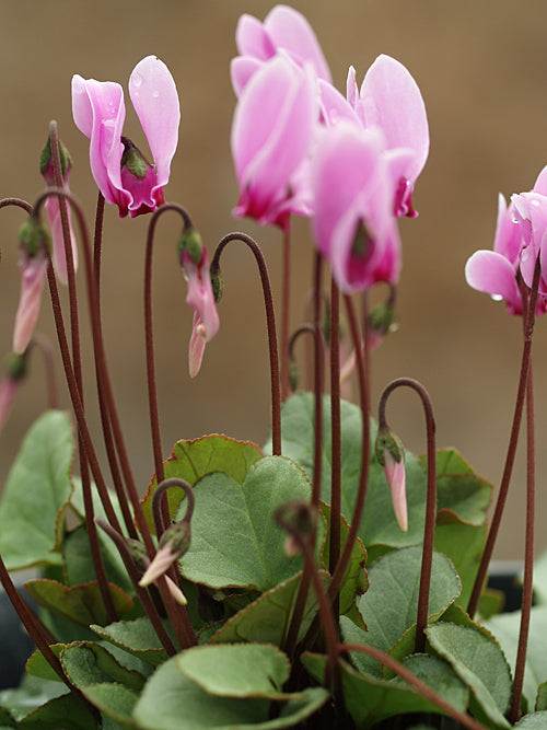 CYCLAMEN GRAECUM f.GRAECUM 'GLYFADA'