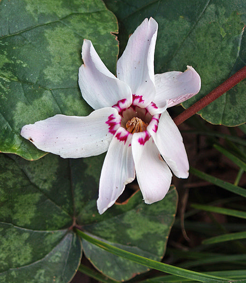 CYCLAMEN LIBANOTICUM