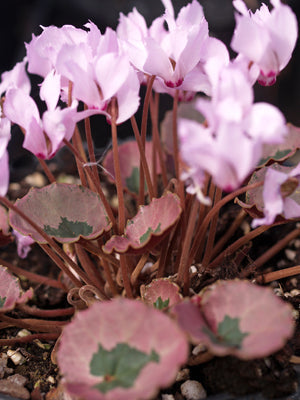 CYCLAMEN MIRABILE ex 'TILEBARN NICHOLAS'