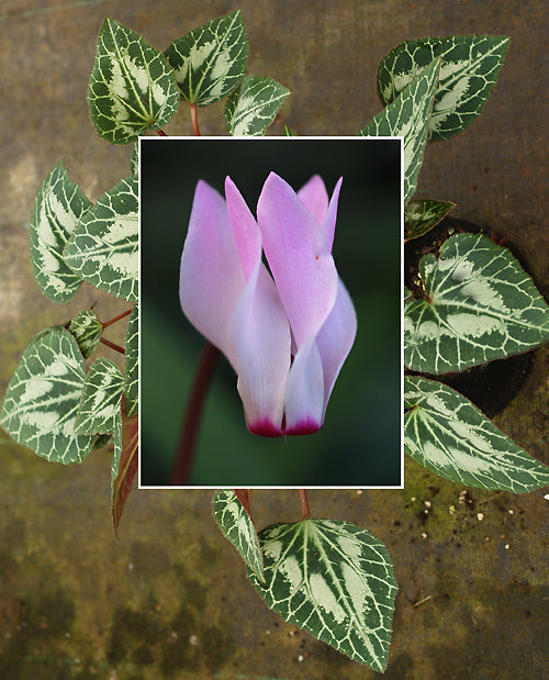 CYCLAMEN PERSICUM HARDY FORMA CS 90561