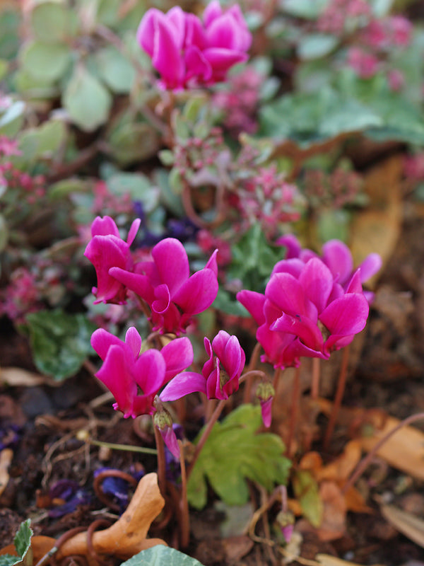 CYCLAMEN HEDERIFOLIUM var.HEDERIFOLIUM f.HEDERIFOLIUM 'RUBY GLOW'