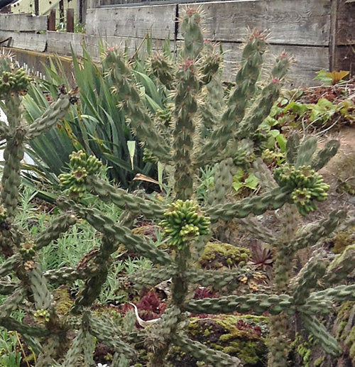 CYLINDROPUNTIA IMBRICATA