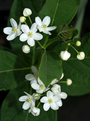 CYNANCHUM ASCYRIFOLIUM