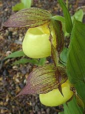CYPRIPEDIUM KENTUCKIENSE