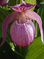 CYPRIPEDIUM MACRANTHOS