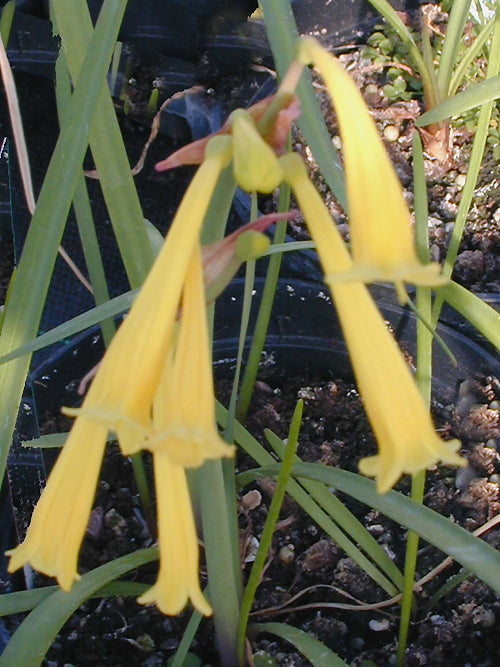 CYRTANTHUS MACKENII var.COOPERI