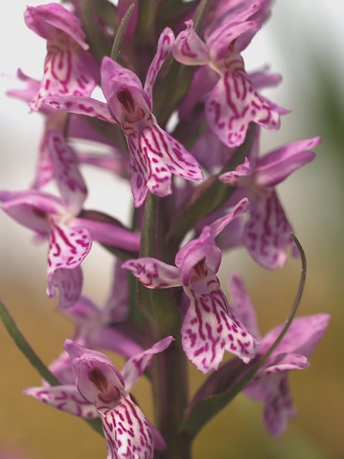 DACTYLORHIZA FUCHSII