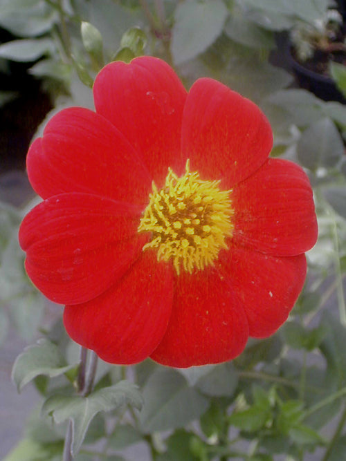 DAHLIA 'LINDA SMITH'