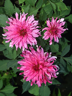 DAHLIA 'ART NOUVEAU'