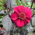 DAHLIA 'DEEP DELIGHT'