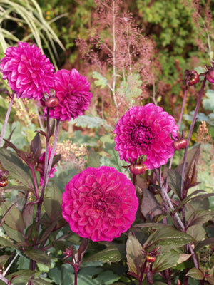 DAHLIA 'HOT CHOCOLATE'