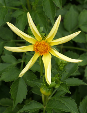 DAHLIA 'HONKA'