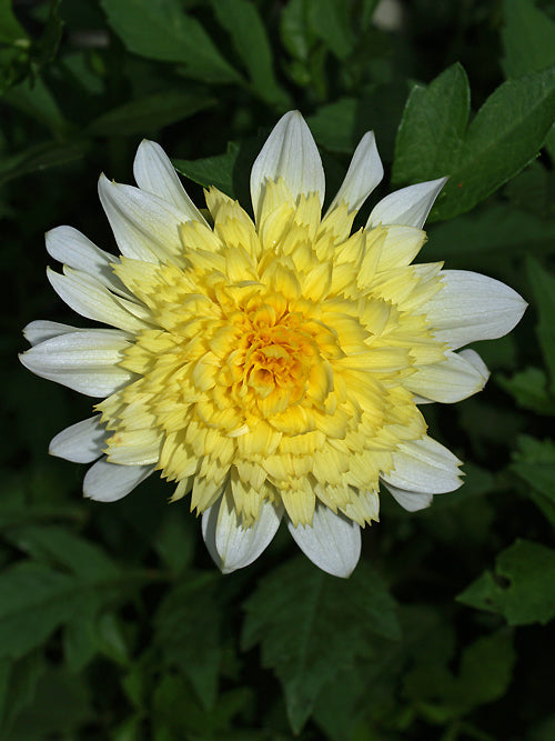 DAHLIA 'PASADOBLE'