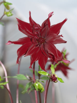 DAHLIA 'RAGGED ROBIN'