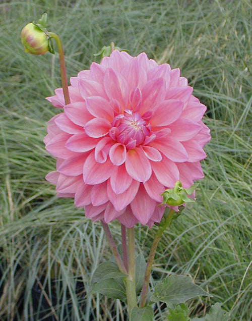 DAHLIA 'SCAUR SWINTON'