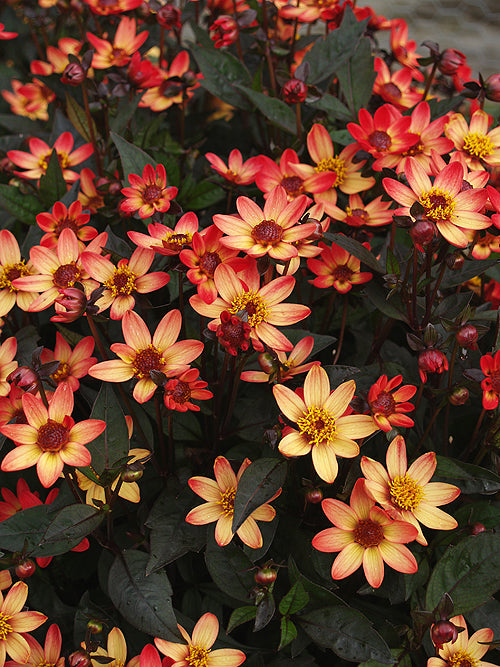 DAHLIA 'STAR WARS' (DARK ANGEL SERIES)