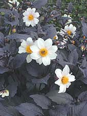 DAHLIA 'TWYNING'S AFTER EIGHT'