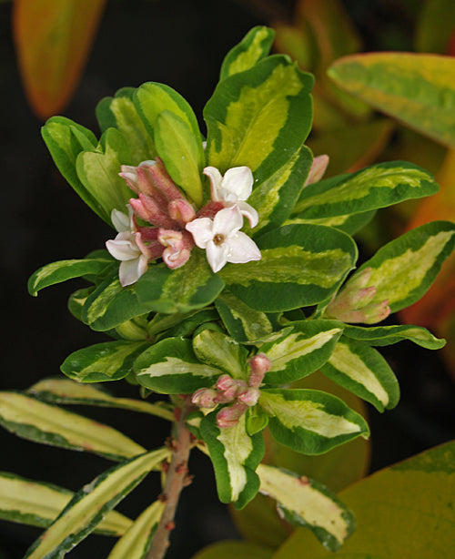 DAPHNE x BURKWOODII 'BRIGG'S SPORT'