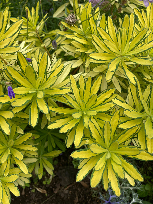 DAPHNE x BURKWOODII 'GOLDEN TREASURE'