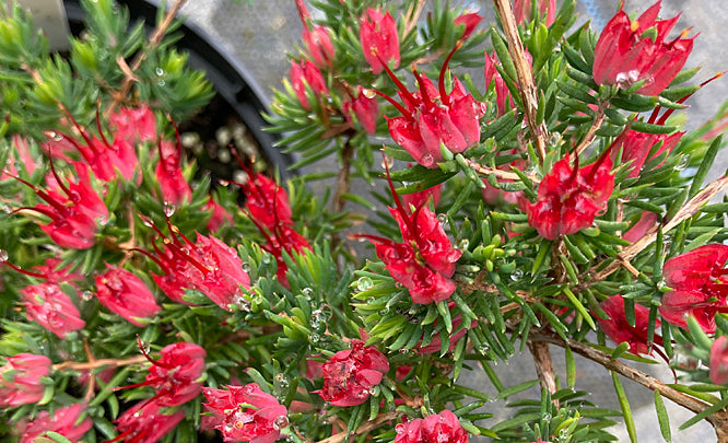 DARWINIA TAXIFOLIA