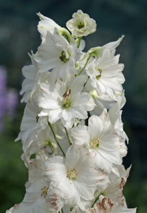 DELPHINIUM 'BLACK ARROW'
