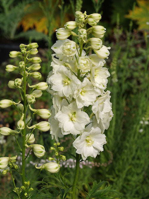 DELPHINIUM 'BUTTERBALL'