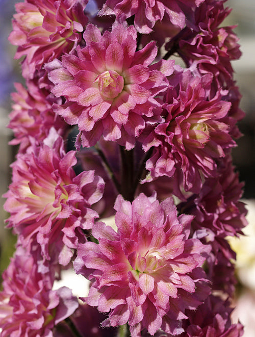 DELPHINIUM 'FLAMENCO'