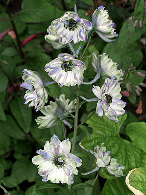 DELPHINIUM 'LA BOHÈME'