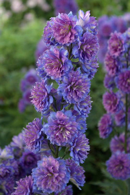 DELPHINIUM 'SWEET SENSATION'
