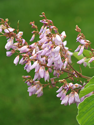 DESMODIUM ELEGANS