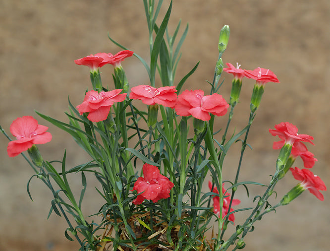 DIANTHUS 'PERKY PEACH'