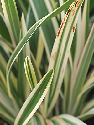 DIANELLA TASMANICA 'VARIEGATA'