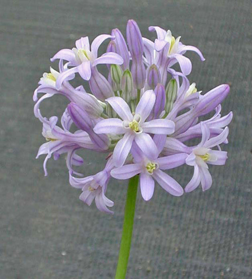 DICHELOSTEMMA MULTIFLORUM NNS 95-218