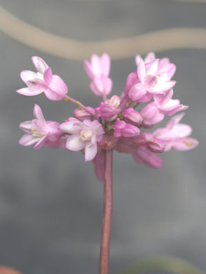 DICHELOSTEMMA VOLUBILE NNS 00-241