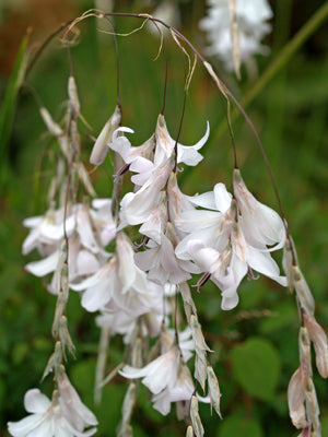 DIERAMA 'GUINEVERE'