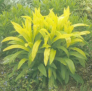 DIGITALIS LUTEA 'YELLOW MEDLEY'
