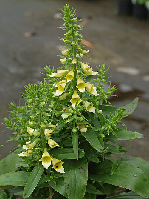 DIGITALIS 'SPICE ISLAND'