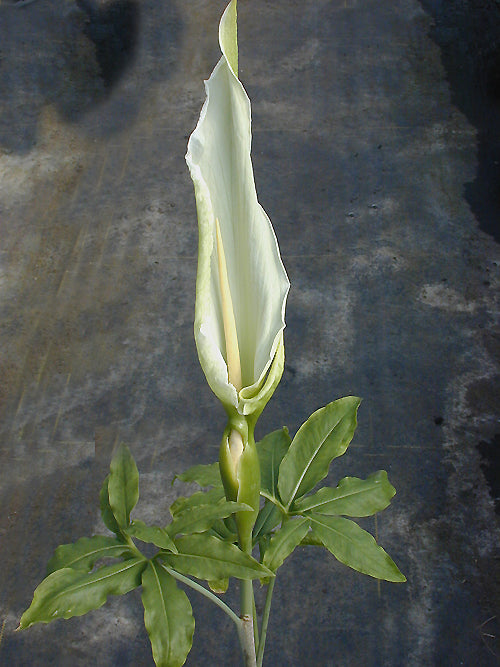 DRACUNCULUS CANARIENSIS