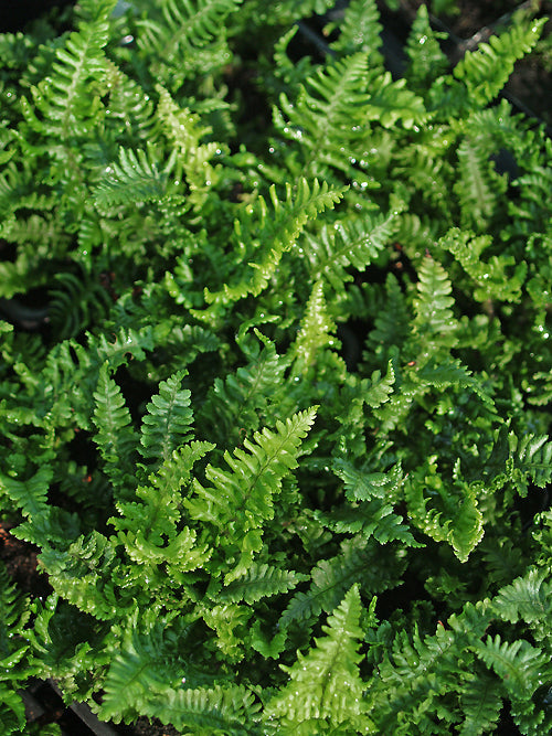 DRYOPTERIS AFFINIS 'CRISPA GRACILIS CONGESTA'