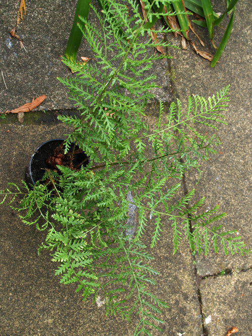 DRYOPTERIS FILIX-MAS 'LINEARIS'