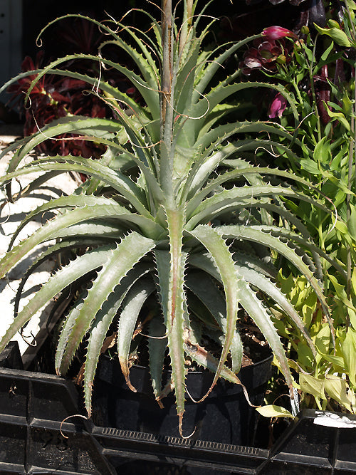 DEUTEROCOHNIA LONGIPETALA RCB RA-L-5 – Cotswold Garden Flowers