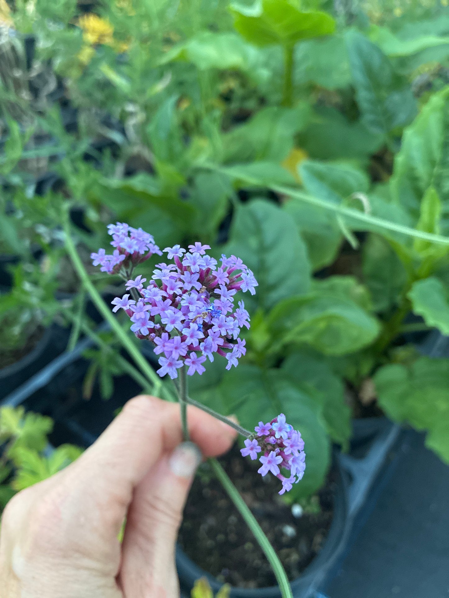 VERBENA BONARIENSIS