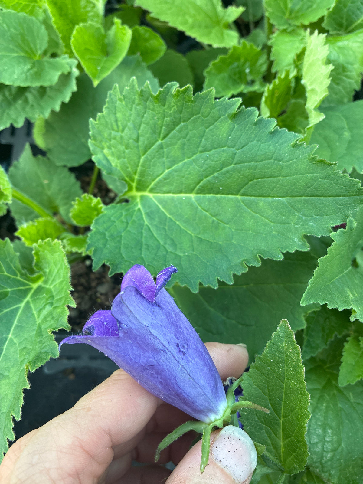 CAMPANULA 'SARASTRO'