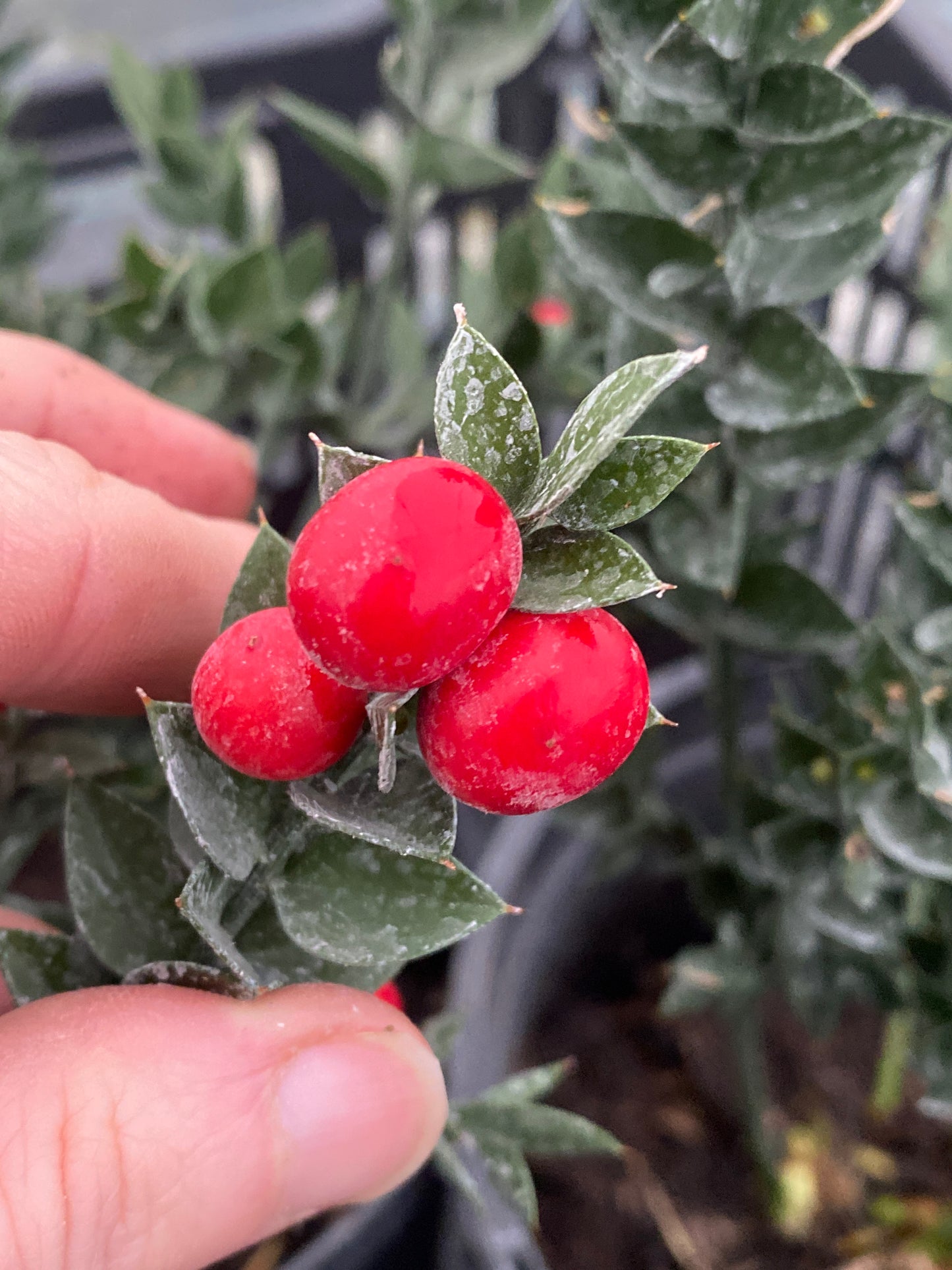 RUSCUS ACULEATUS 'JOHN REDMOND'