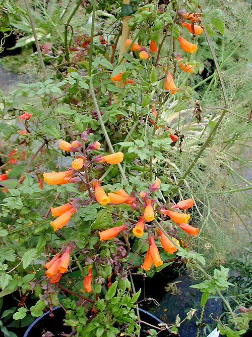 ECCREMOCARPUS SCABER