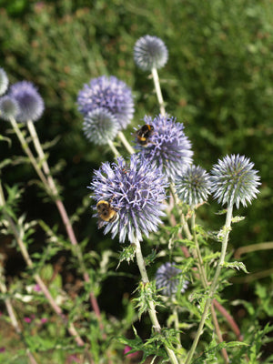 ECHINOPS BANNATICUS