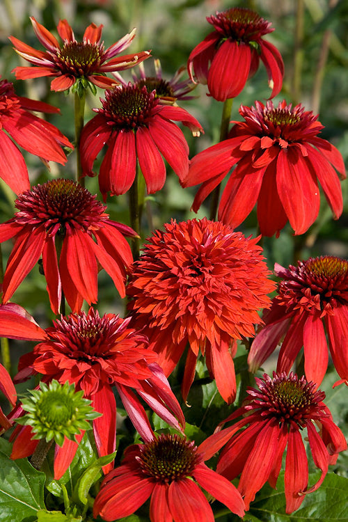 ECHINACEA 'ECCENTRIC'