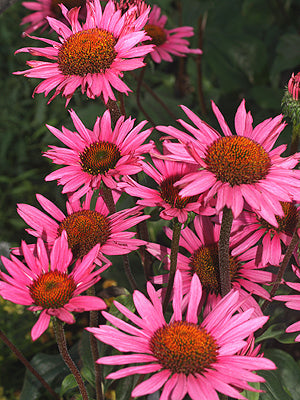 ECHINACEA PURPUREA 'FATAL ATTRACTION'