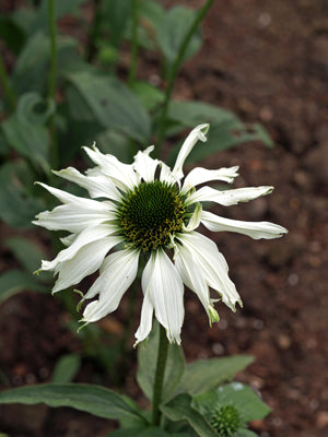 ECHINACEA PURPUREA 'JADE'
