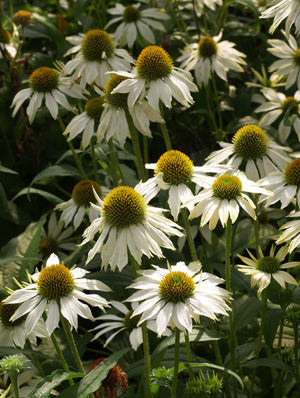 ECHINACEA PURPUREA 'KIM'S MOP HEAD'